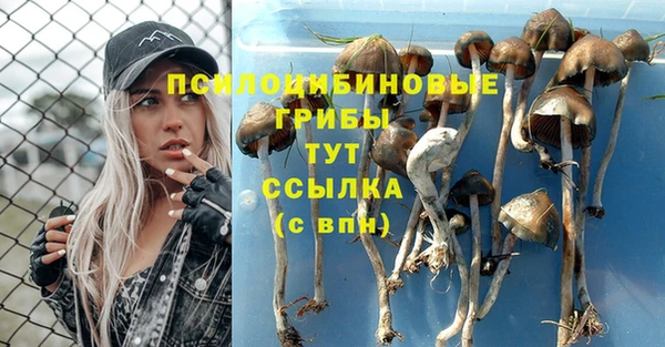 ГАЛЛЮЦИНОГЕННЫЕ ГРИБЫ Липки